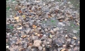 Поливала навіть коли не було води: у Нікополі невідомі вкрали сосну, яку волонтерка доглядала 5 років (відео)