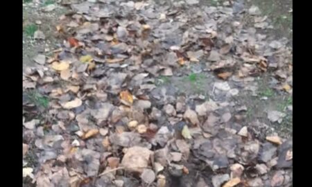 Поливала навіть коли не було води: у Нікополі невідомі вкрали сосну, яку волонтерка доглядала 5 років (відео)