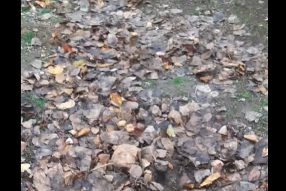 Поливала навіть коли не було води: у Нікополі невідомі вкрали сосну, яку волонтерка доглядала 5 років (відео)