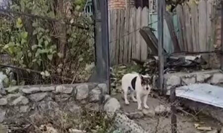 Бабусі не стало, і три собачки залишилися у «мертвій зоні» Нікополя самі: ризикуючи життям, їх рятувала волонтерка (відео)