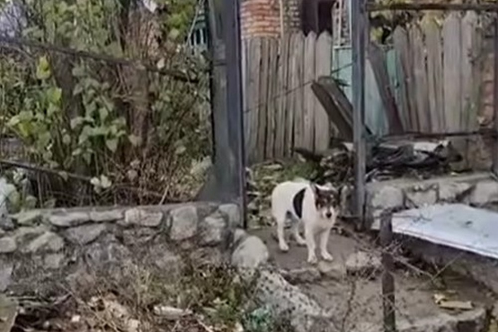 Бабусі не стало, і три собачки залишилися у «мертвій зоні» Нікополя самі: ризикуючи життям, їх рятувала волонтерка (відео) 1 Бабусі не стало, і три собачки залишилися у «мертвій зоні» Нікополя самі: ризикуючи життям, їх рятувала волонтерка (відео)