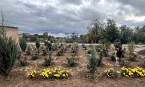 У громаді біля Нікополя висадили 20 кущів троянд та 50 саджанців лаванди: які ще проводили роботи комунальники в кінці жовтня (фото) 2 У громаді біля Нікополя висадили 20 кущів троянд: фото