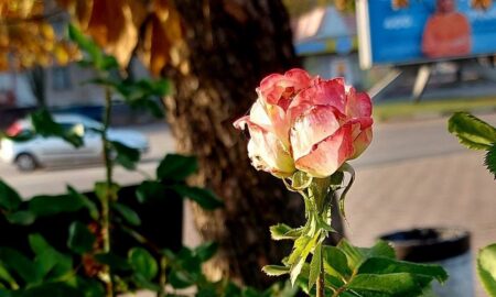 Може бути побито температурний рекорд: якою буде погода у Нікополі 23 листопада