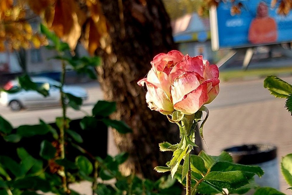 Може бути побито температурний рекорд: якою буде погода у Нікополі 23 листопада
