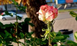 Прохолодно і переважно хмарно: погода у Нікополі 6 листопада