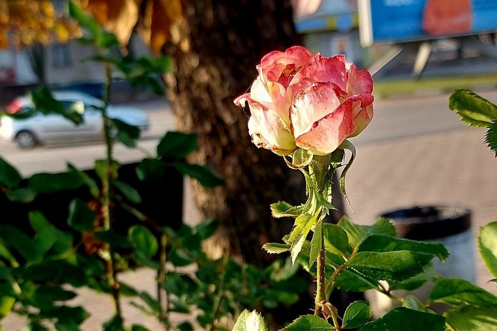 Прохолодно і мінлива хмарність: погода у Нікополі 6 листопада 1 Прохолодно і переважно хмарно: погода у Нікополі 6 листопада