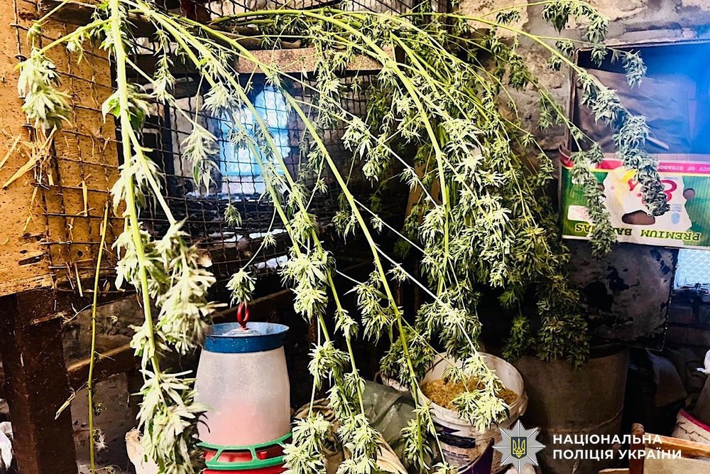 На Нікопольщині вдома у жінки знайшли коноплю