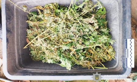 На Нікопольщині 62-річна жінка доглядала та вирощувала коноплі, а потім сушила їх у сараї (фото)