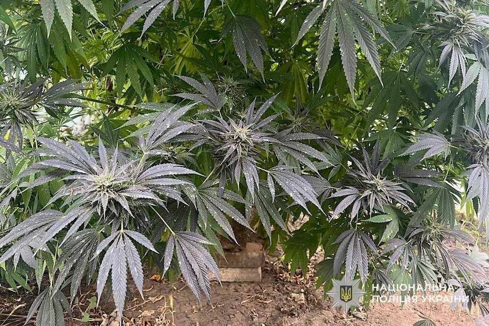 На Нікопольщині викрили жінку: подробиці