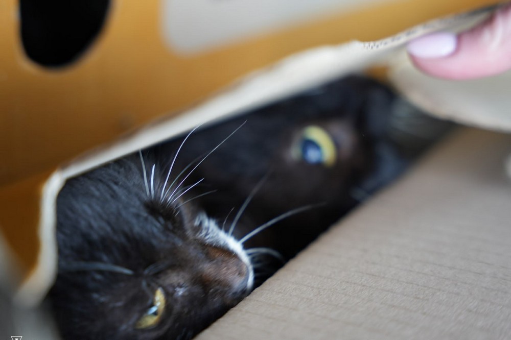 Серед пасажирів діти і котики: Закарпаття зустріло евакуаційний потяг з Дніпропетровщини