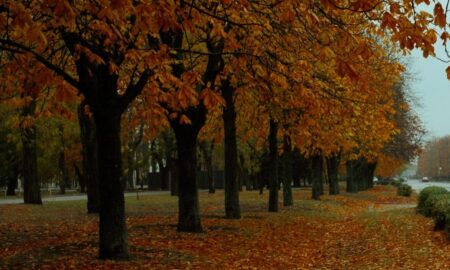 погода у Нікополі 13 листопада