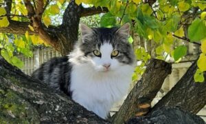 погода у Нікополі 14 листопада 2