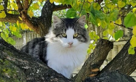 погода у Нікополі 14 листопада 2