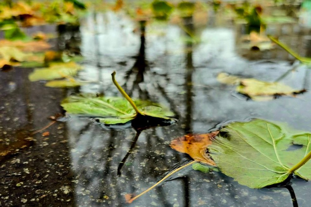 погода у Нікополі 20 листопада