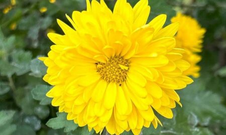 погода у Нікополі 21 листопада