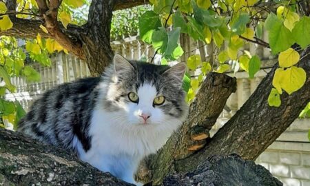 погода у Нікополі 22 листопада