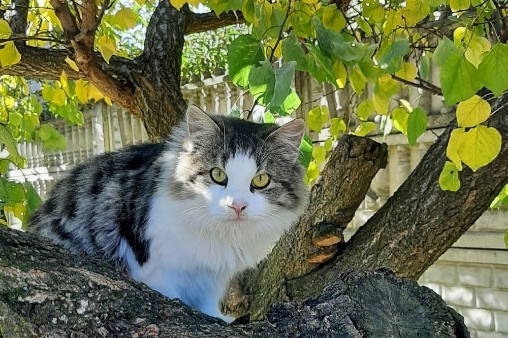 погода у Нікополі 22 листопада