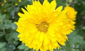 погода у Нікополі 25 листопада