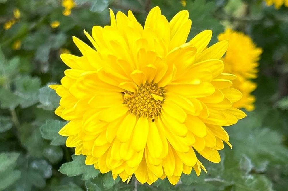 погода у Нікополі 25 листопада