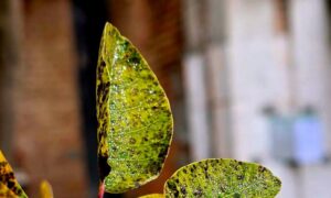 погода у Нікополі 26 листопада