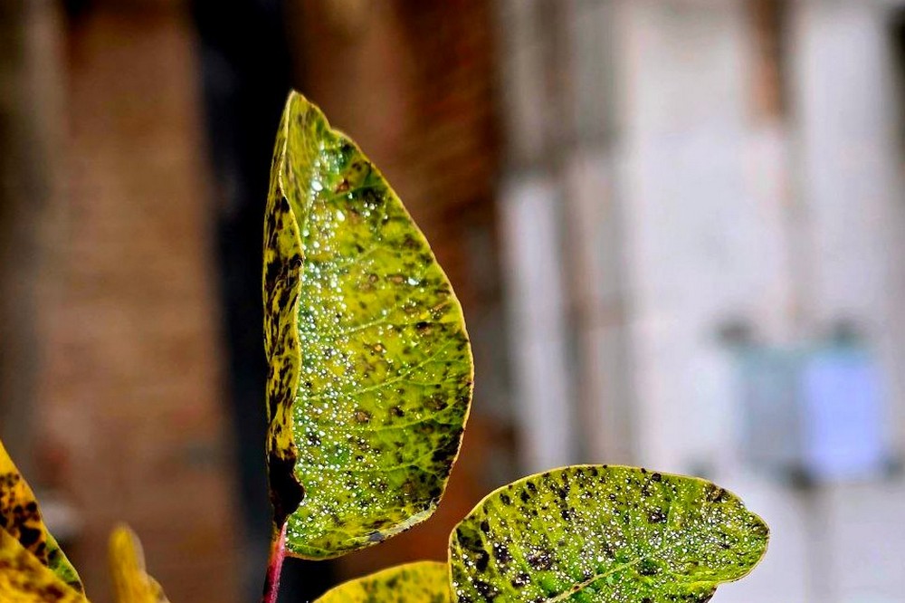 Хмарно, але без опадів: погода у Нікополі 26 листопада 1 погода у Нікополі 26 листопада