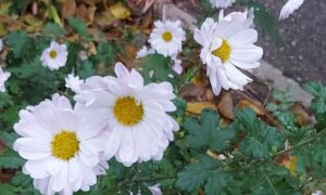 погода у Нікополі 27 листопада