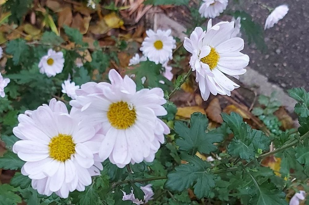 погода у Нікополі 27 листопада