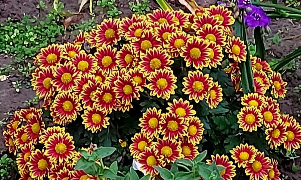 погода у Нікополі 30 листопада