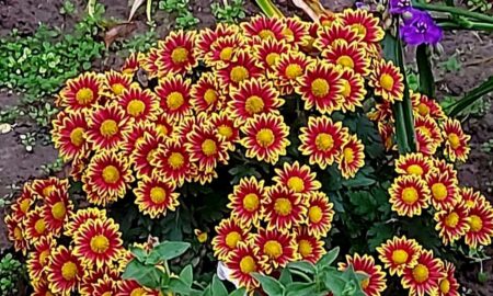 погода у Нікополі 30 листопада