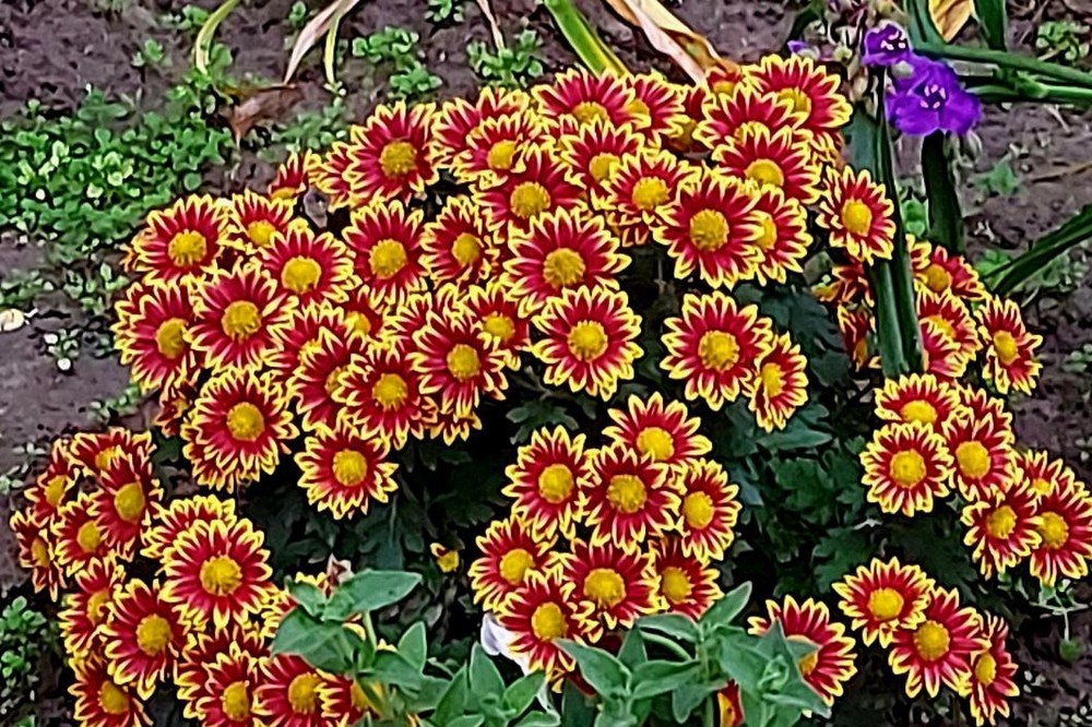 Хмарно і без опадів: погода у Нікополі 30 листопада 1 погода у Нікополі 30 листопада