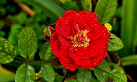 погода у Нікополі 2