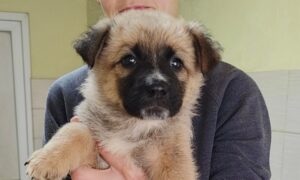 собак з Нікополя