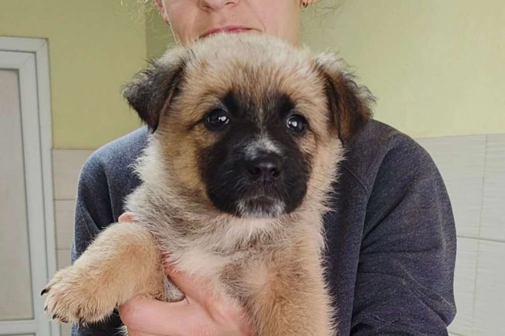 собак з Нікополя