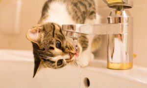 Аварія: у Нікополі 22 грудня відключили воду в одному з районів