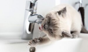 Аварія: у Нікополі 29 грудня відключили воду в одному з районів