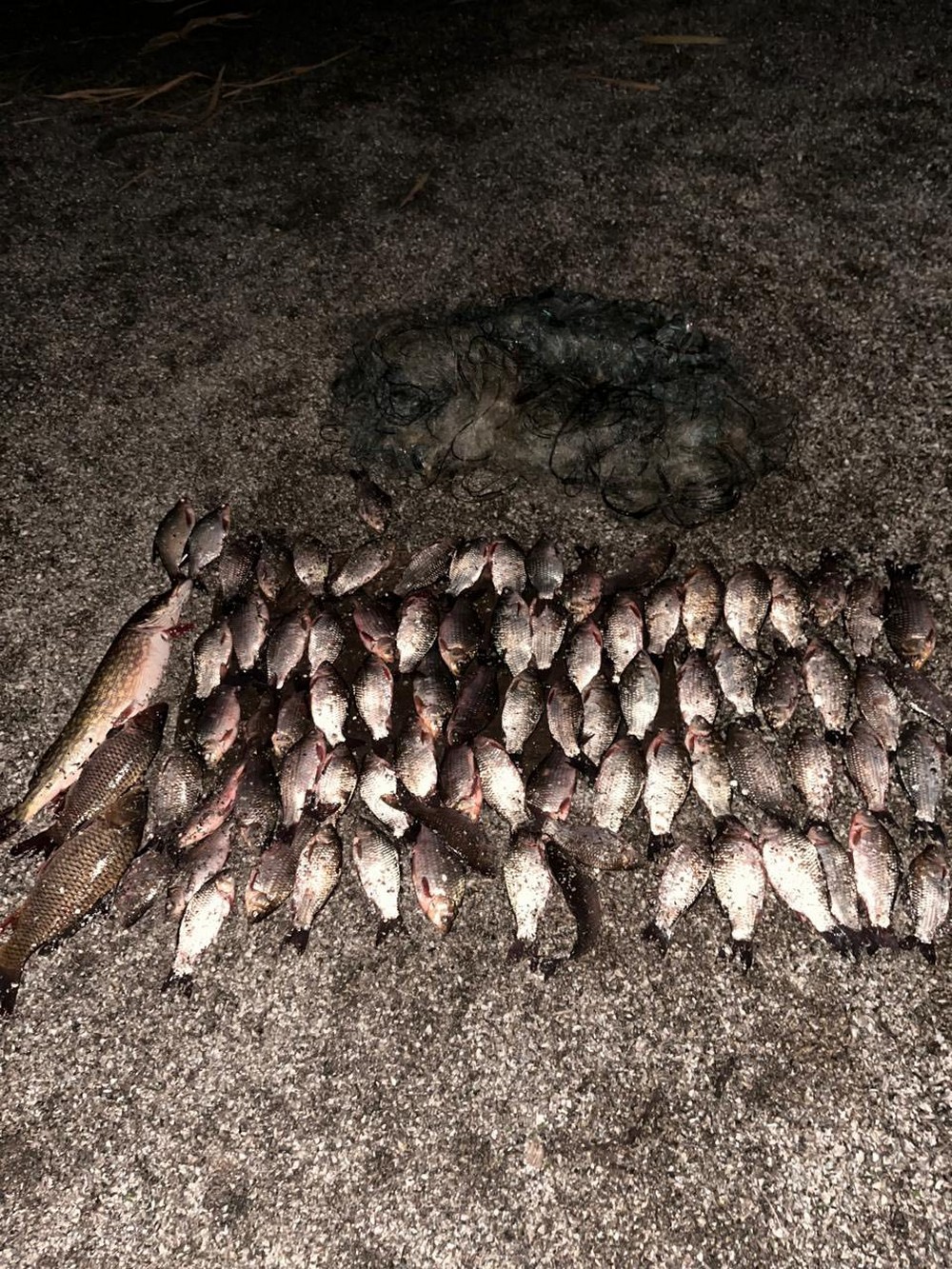 На Нікопольщині чоловік незаконно виловив 25 кг риби, завдавши збитки державі на 140 488 гривень