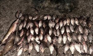 На Нікопольщині чоловік незаконно виловив 25 кг риби, завдавши збитки державі на 140 488 гривень