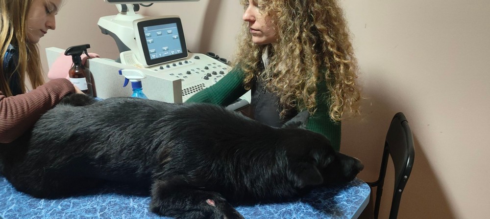 Рекордна кількість важкохворих і поранених собак: волонтерка з Нікополя просить допомоги Рекордна кількість важкохворих і поранених собак: волонтерка з Нікополя просить допомоги