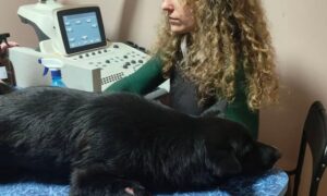 Рекордна кількість важкохворих і травмованих собак: волонтерка з Нікополя просить допомоги