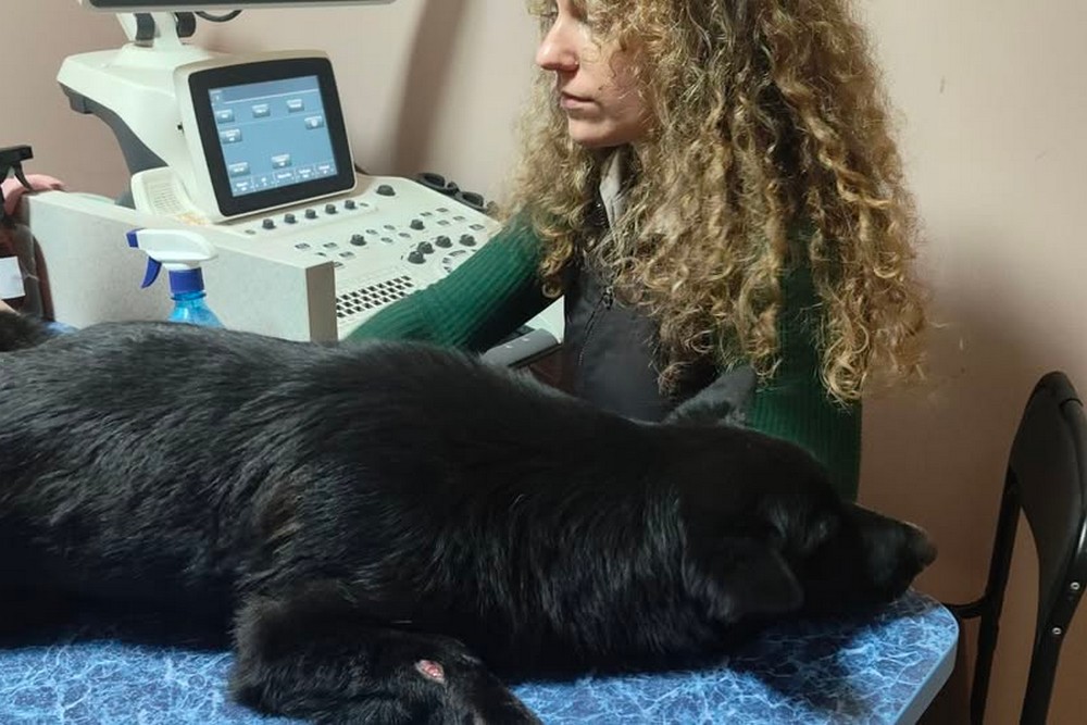 Рекордна кількість важкохворих і травмованих собак: волонтерка з Нікополя просить допомоги 1 Рекордна кількість важкохворих і травмованих собак: волонтерка з Нікополя просить допомоги