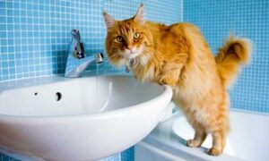 У Нікополі 17 грудня відключили воду в ще одному районі