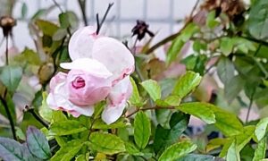 Погода у Нікополі