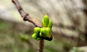 Погода у Нікополі