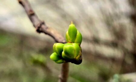Погода у Нікополі
