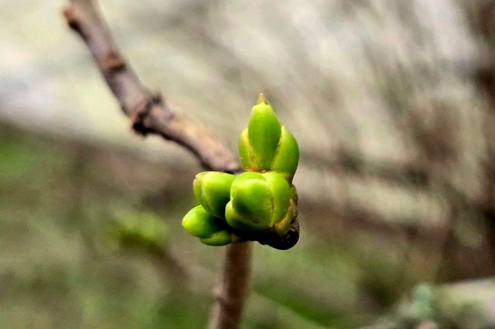 Хмарно і без опадів: погода у Нікополі 8 грудня 1 Погода у Нікополі