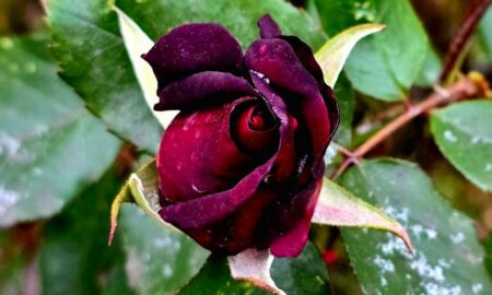 Погода у Нікополі