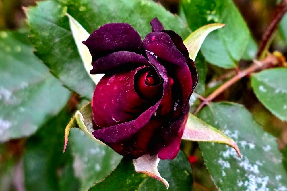 Погода у Нікополі