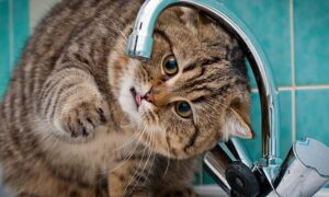 У Нікополі 10 грудня перекрили подачу води в одному з районів