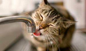 Аварія: у Нікополі 25 грудня відключили воду в одному з районів