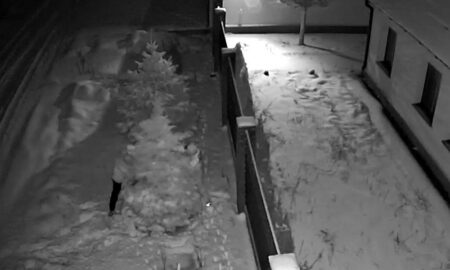 У Нікополі невідомі вирубали і викрали дві блакитні ялинки з приватного домоволодіння (відео з камери)